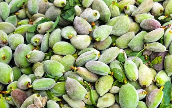 تصویر 3 از بادام درختی یزد با سایز بندی مختلف مناسب صادرات